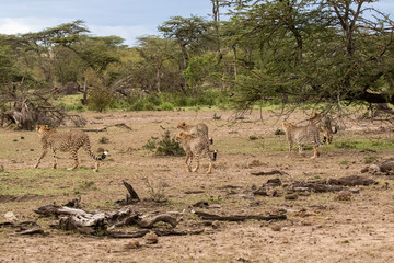 Cheetah Family Takes A Walk