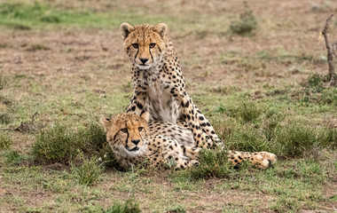Cheetah Cubs Playing