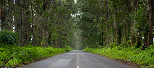 Tree Tunnel, Eucalyptus, Kauai, panoramic