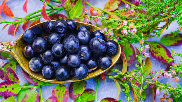Blueberry full of antioxidants and eye vitamins. Wild berries Vaccinium myrtillus and leaf from Lapland on the gold spoon