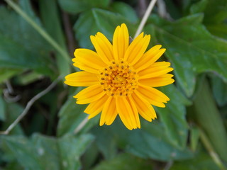 flor amarela