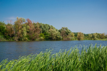 lake in the forest at a daytime