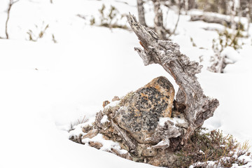 Large driftwood tree laying in a white snow