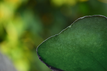 Jade is a real natural jade, lumps on a beautiful natural background.