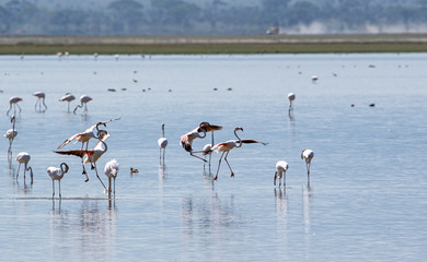 Fototapeta premium Flamingo's Landing