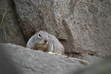 squirrel in the park