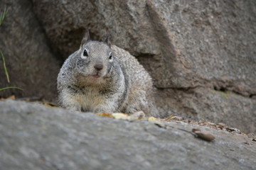 animal