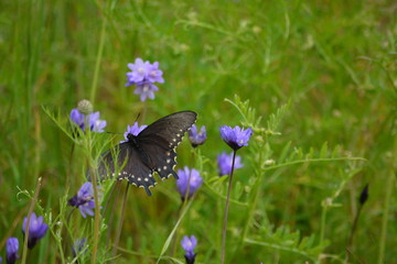 Fototapeta premium butterfly on flower