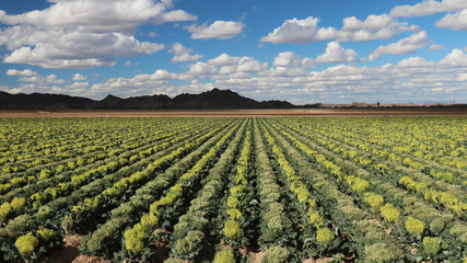 Field of Broccoli Grown for Seed, in Yuma Area Arizona  fruit of broccoli is called a silique  each plant typically produces quarter pound of seeds © Michelle
