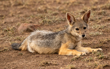 Jackal Puppy Laying Down