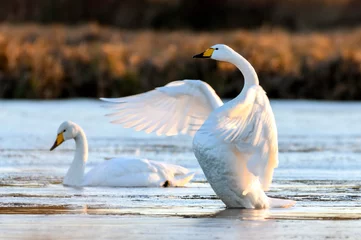 Foto op Canvas Whooper swan in natural habitat. Early morning on swamp erens. © roobcio