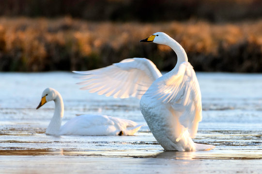 Whooper swan in natural habitat. Early morning on swamp erens.