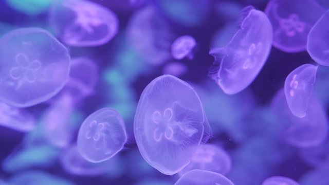 A lot of exotic jellyfish floating underwater. Moon Jellyfish (Aurelia Aurita).