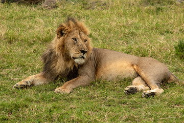 Oleketi - Male Lion