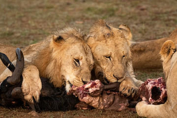 I Will Share With You Brother