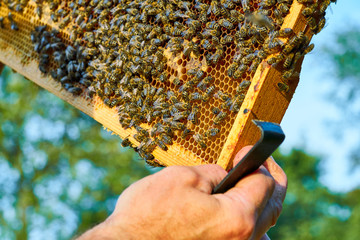 Close up of a bee family at work. Bee honey is collected in honeycombs.