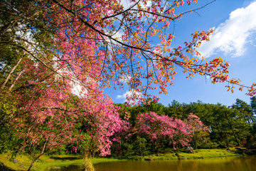 Cherry ,Wild Himalayan Cherry at Doi Inthanon Lady slipper Orchid Conservation Center, Inthanon National Park, Chiang Mai. Thailand
