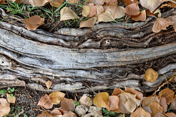 Closeup of a tree root in a lawn with line pattern