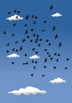 group of bird for background and illustration image