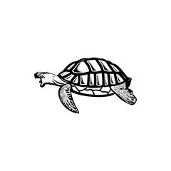 vector illustration of sea turtle