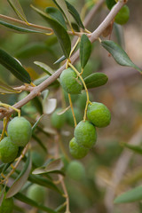 growing olives close up