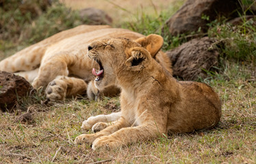 Fototapeta na wymiar Lion Cub Yawn