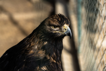 Beautiful young golden eagle,with totaly unconfidential look in his eyes , bravely and proudly observes and preserves the territory and the tree where his nest is of all potential enemies. Nature.