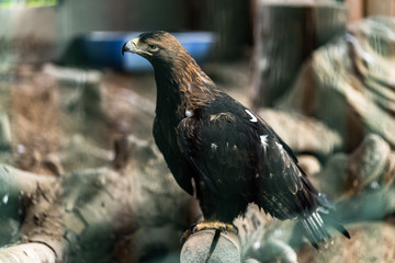 Beautiful young golden eagle,with totaly unconfidential look in his eyes , bravely and proudly observes and preserves the territory and the tree where his nest is of all potential enemies. Nature.