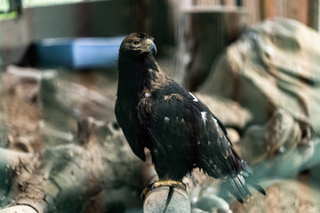 Beautiful young golden eagle,with totaly unconfidential look in his eyes , bravely and proudly...