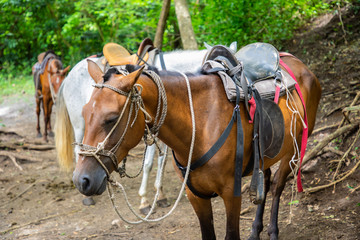 Horse Riding at an animal farm in Costa Rica at Guanacaste