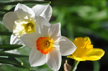 Fototapeta na wymiar Springtime Garden Flowers in Yellow, White and Orange
