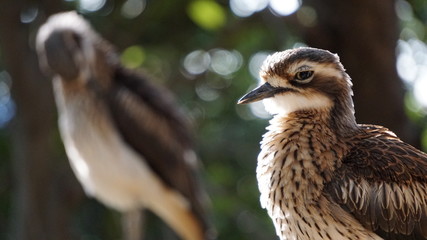 bird of prey