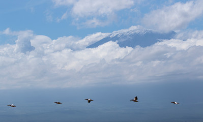 Pelicans Flying In Front Of Mount Kilimanjaro