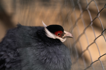 Beautiful Guinea Fowl Bird or Helmeted Guinea fowl with white spotted feathers. Helmeted...