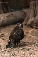 Birds of prey - Common Buzzard Buteo buteo sit on wood in zoo. The buzzard. Brown trees in the background. Landscape. Nature and fauna concept. Animals planet.