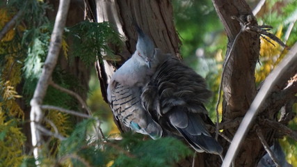 dove on branch