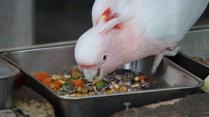 closeup of fish in bowl