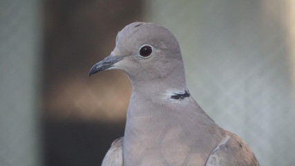 pigeon on a background
