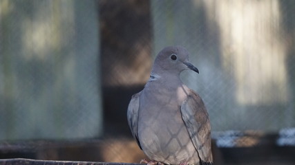 pigeon on a background