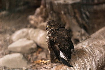 Birds of prey - Common Buzzard Buteo buteo sit on wood in zoo. The buzzard. Brown trees in the background. Landscape. Nature and fauna concept. Animals planet.
