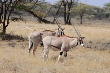 Naklejka na ściany i meble Oryxantilope im Samburu Nationalpark Kenia