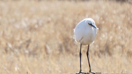 seagull on the beach