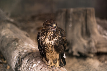 Birds of prey - Common Buzzard Buteo buteo sit on wood in zoo. The buzzard. Brown trees in the...