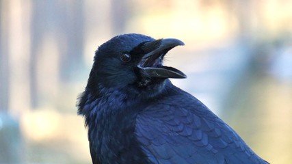 raven on black background