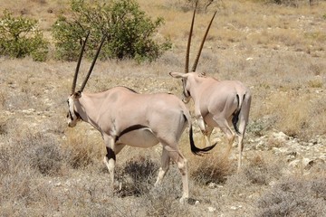 Oryxantilope im Samburu Nationalpark Kenia