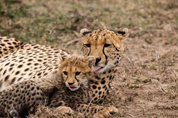 Fototapeta na wymiar Cheetah's, Tongues Out