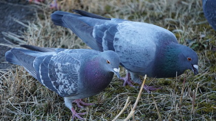 pigeons in the park