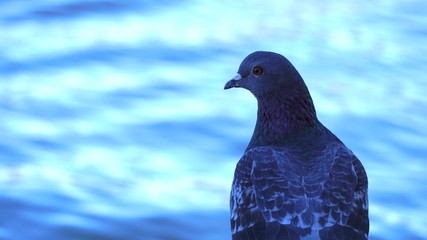 white pigeon on blue background
