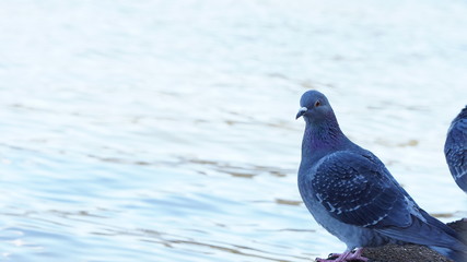 pigeon on blue background