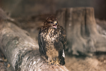 Birds of prey - Common Buzzard Buteo buteo sit on wood in zoo. The buzzard. Brown trees in the background. Landscape. Nature and fauna concept. Animals planet.